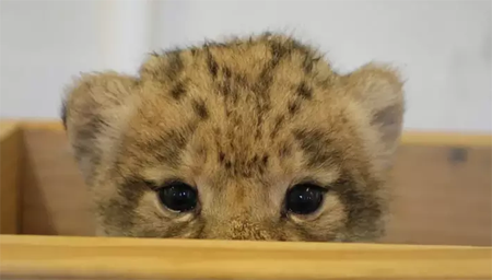 Bahati peeks through a wooden barricade.